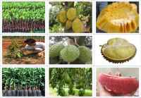 Kỹ thuật chăm sóc CÂY ĂN TRÁI